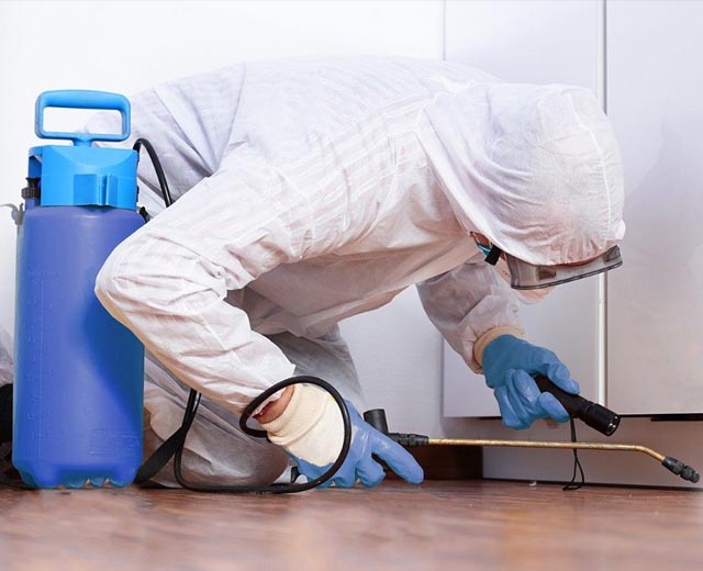 Désinsectisation par Turpin Salubrité Solutions à Paris (75)